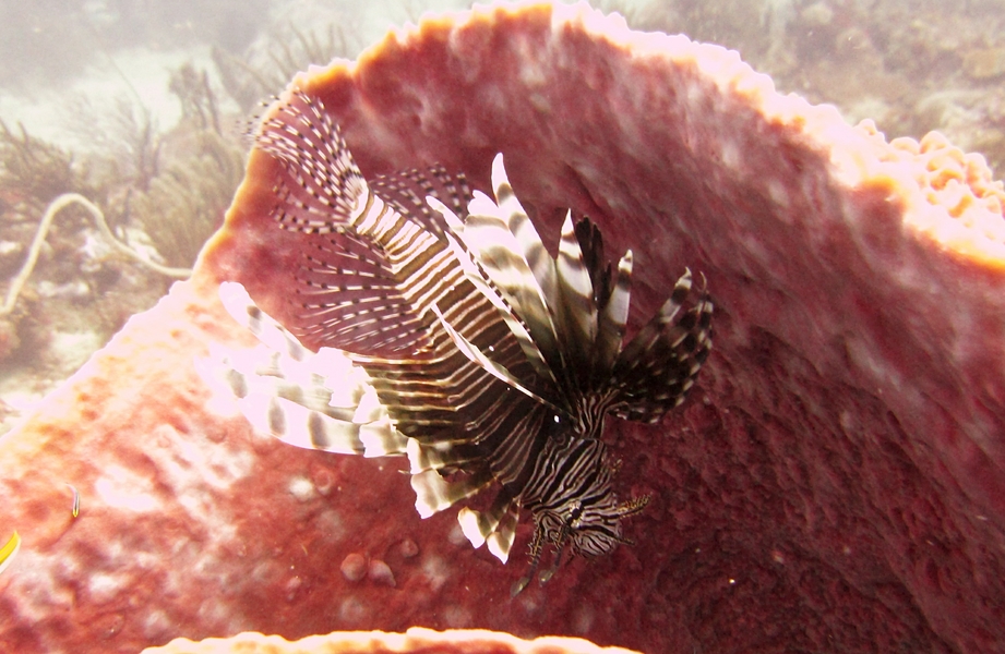 ...here's the reason - it's sheltering a Lionfish (Pterois volitans).