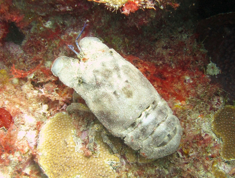 A Spanish Slipper lobster (Scyllarides aequinoctialis) at Black Forest.