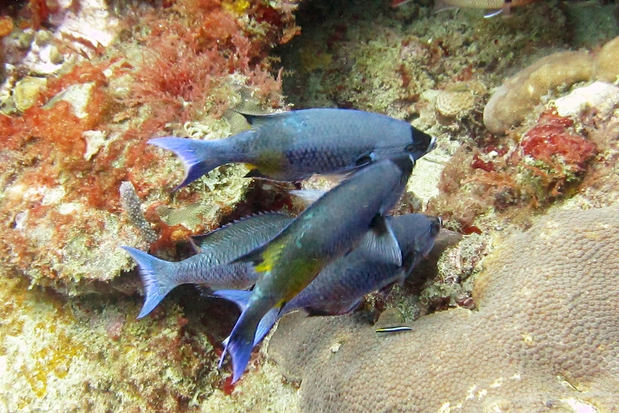 Some Creole wrasse (Clepticus parrae) queue up for a clean from the cleanerfish, possibly a 
          Caribbean cleaning goby (Elacatinus evelynae) on the coral below them.