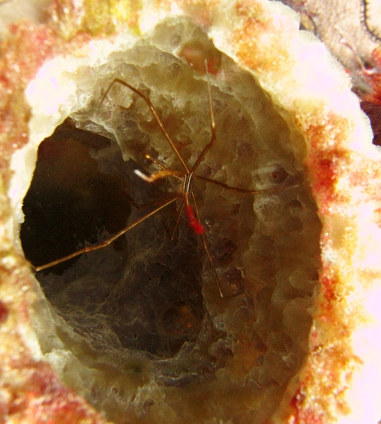 Yellowline Arrow crab (Stenorhynchus seticornis)at Black Forest.