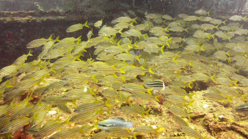 A school of French Grunt (Haemulon flavolineatum) next to the MV Shakem wreck.