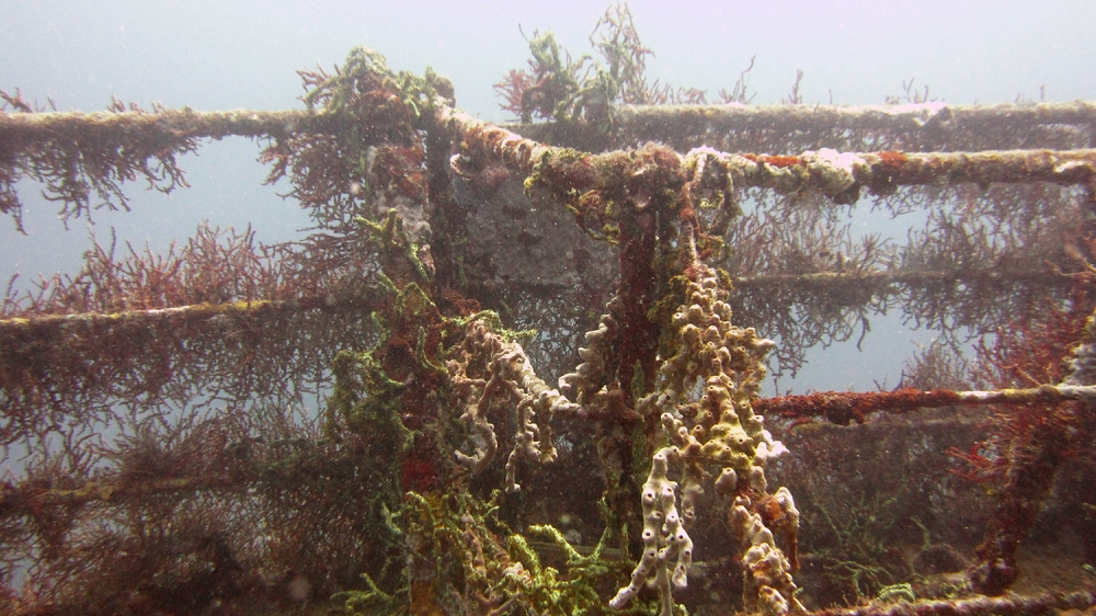 Eighteen years of coral growth on MV Shakem's superstructure.