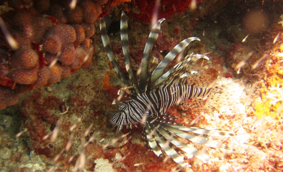 Another Lionfish at Northern Exposure.