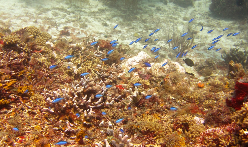 A collection of tiny Blue chromis (Chromis cyanea) at Northern Exposure.
