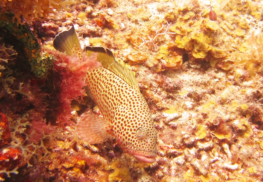 A Red Hind grouper (Epinephelus guttatus) at Northern Exposure.