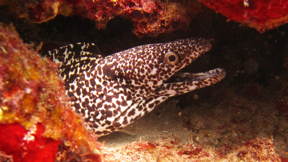 A Spotted moray (Gymnothorax moringa) at Northern Exposure.