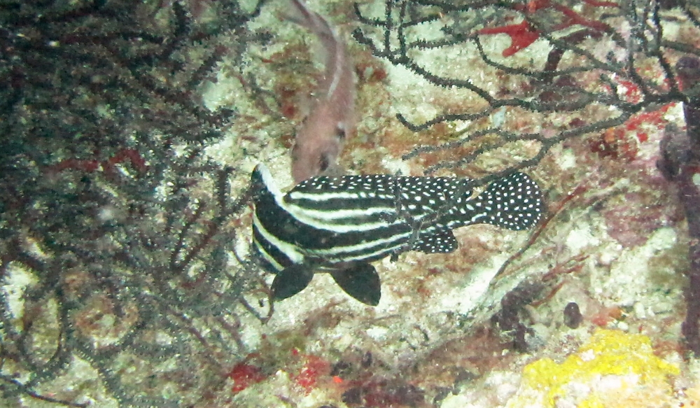 Spotted drum (Equitus punctatus) at Purple Sand.