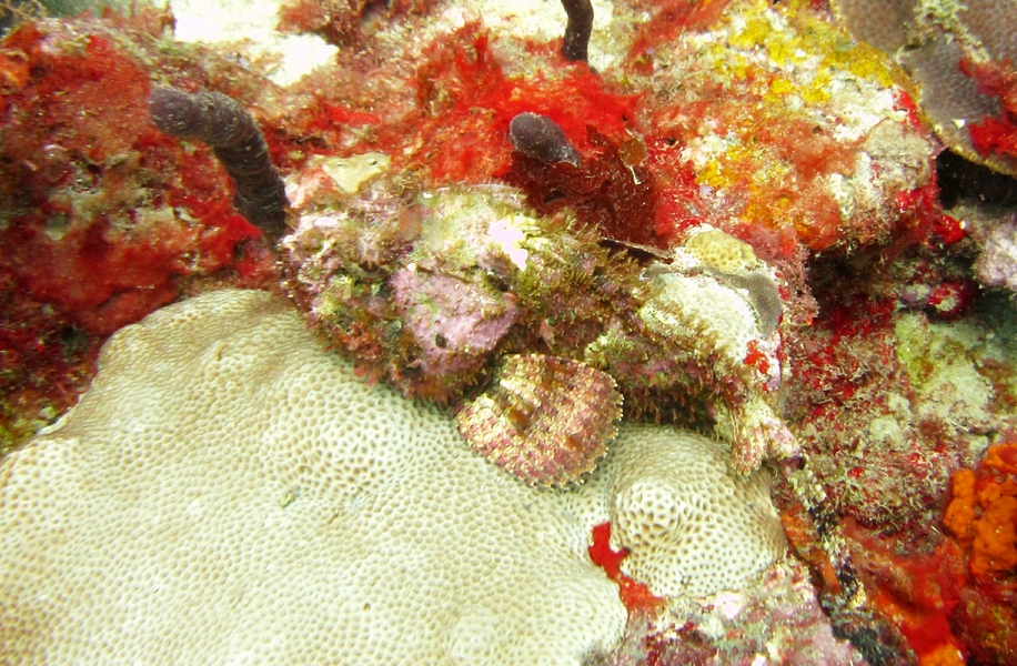 Another Scorpionfish at Purple Sand.