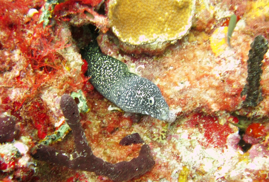 Another Spotted moray at Purple Sand.