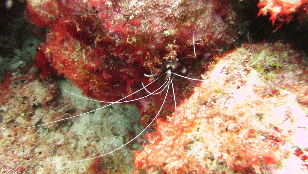 Banded Coral Shrimps (Stenopus hispidus) are to be found everywhere, usually upside down under a small overhang like here at Purple Sand.