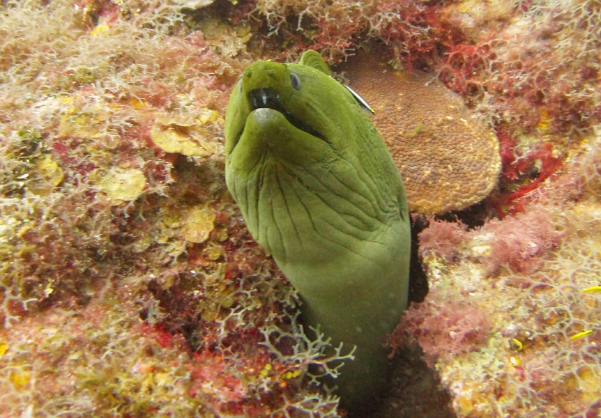 Another Green moray near the Veronica L wreck.