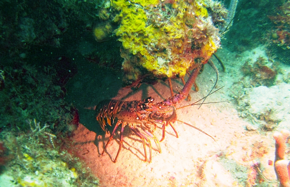 A Caribbean Spiny Lobster (Panulirus argus) at Southern Comfort, caught in the light of my buddy's torch.
