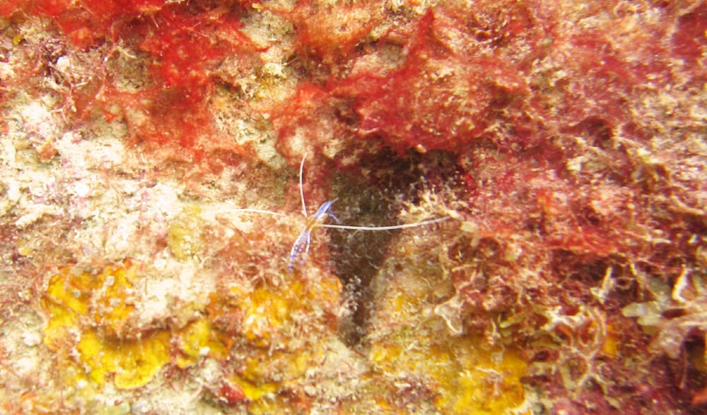 A minute Pederson Cleaner Shrimp (Ancylomenes pedersoni) at Southern Comfort.