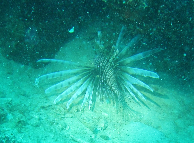 And another Lionfish at Southern Comfort.