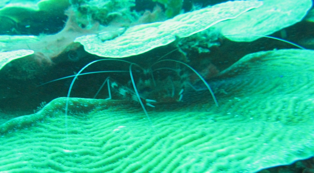 Another Banded Coral shrimp at Southern Comfort.