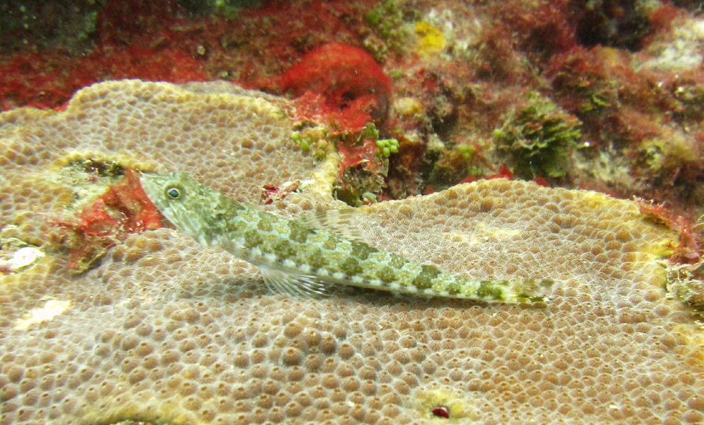 A Sand diver (Synodus intermedius), in a typical snooty pose on a piece of flat coral at Southern Comfort.