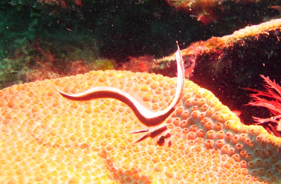 A juvenile Jackknife fish (Equetus lanceolatus), at Southern Comfort.