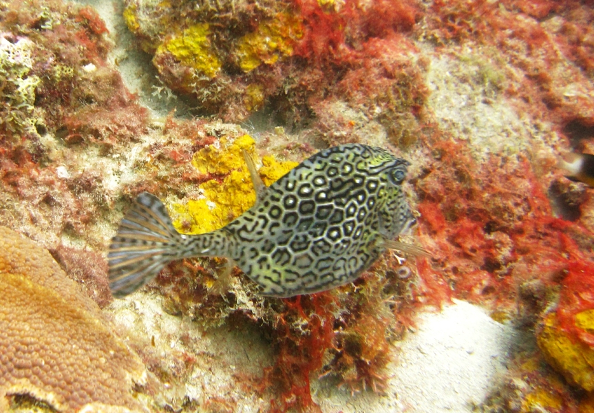 A Honeycomb cowfish (Acanthostrachion polygonius), at Southern Comfort.