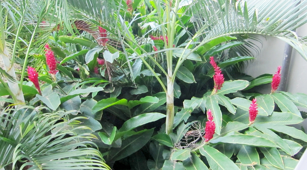 Red tropical flowers.