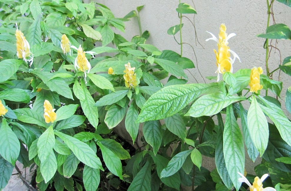 Yellow tropical flowers.