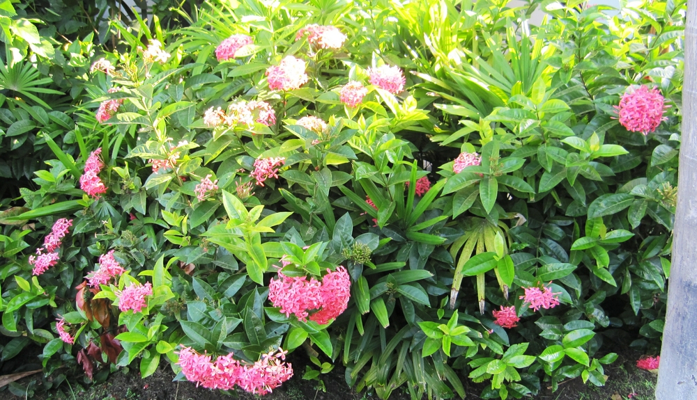 Shrub covered in red tropical flowers.