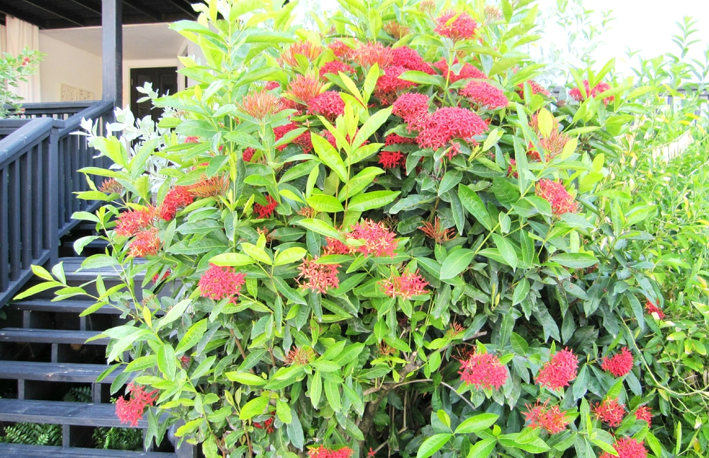 Shrub covered in red tropical flowers.