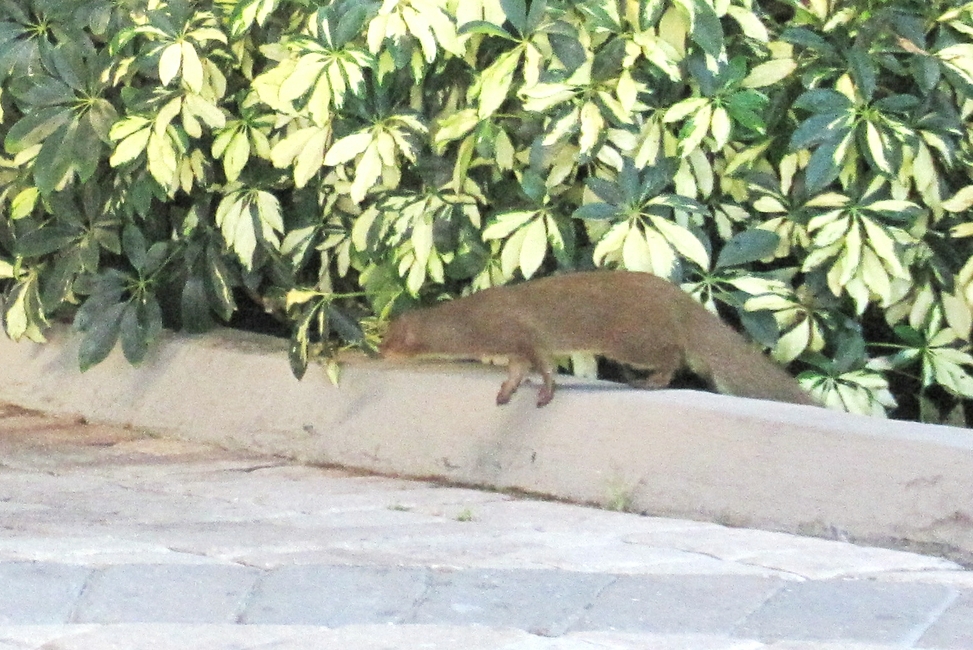 A Mongoose walks through Reception.