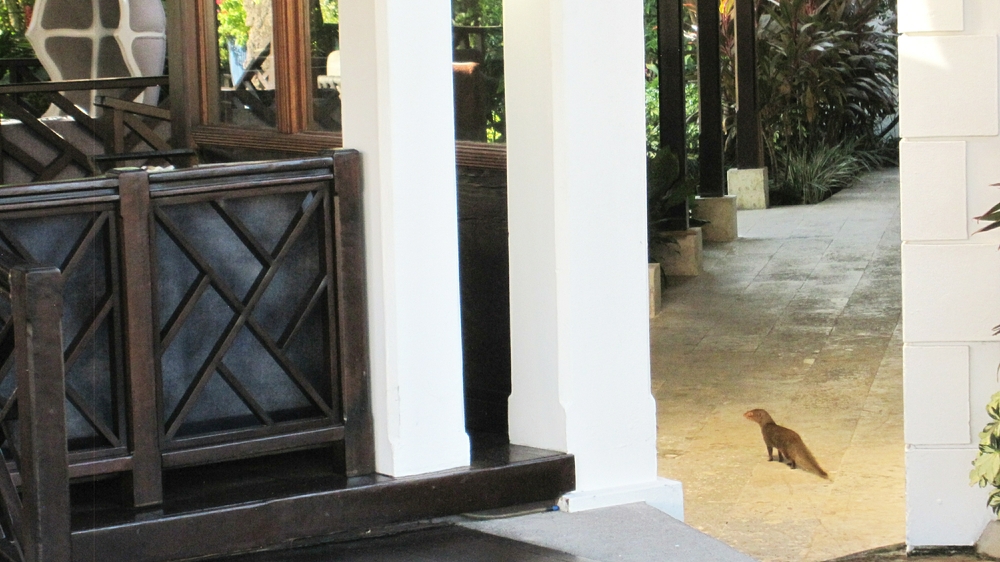 The mongoose walks through Reception, heading for the Club Lounge.