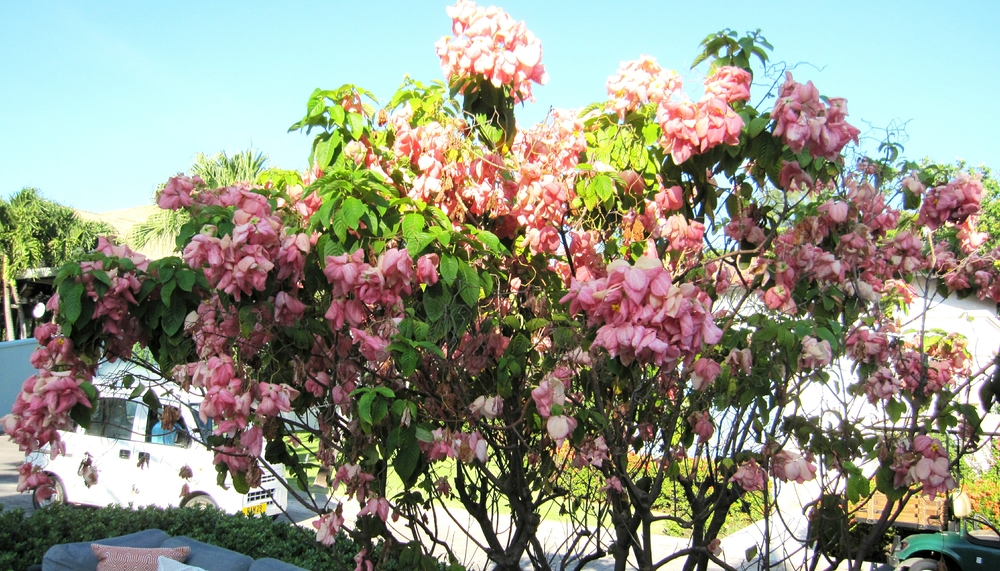 Tree covered in pink flowers.