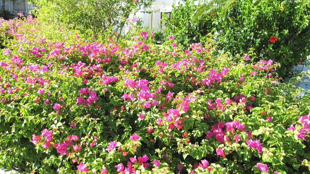 More red flowers on a shrub.