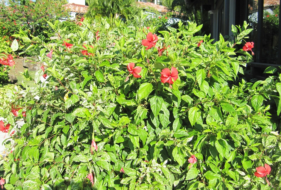 More red flowers on a shrub.