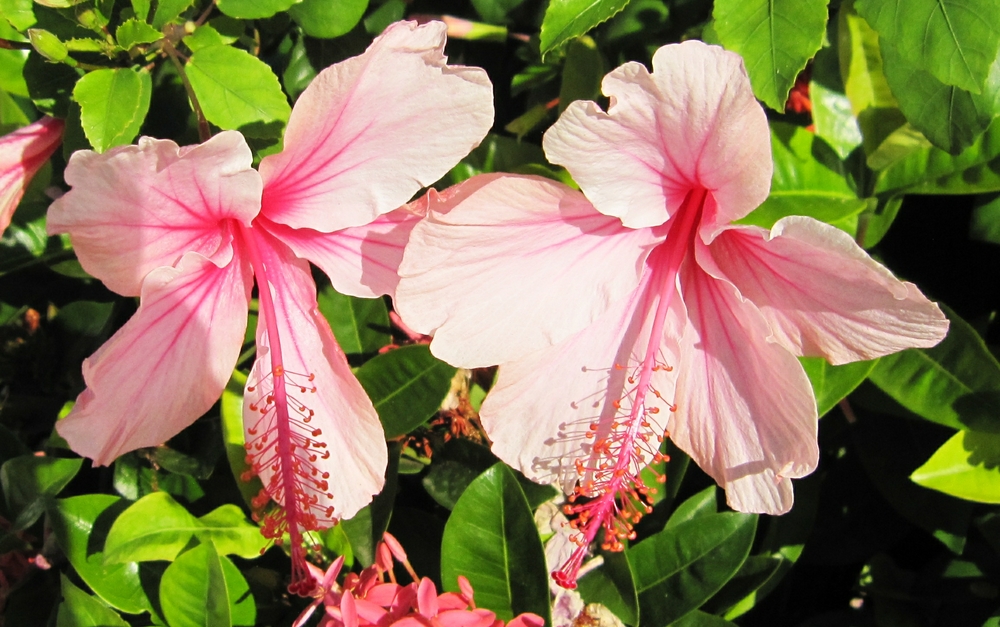 Pink Hibiscus.