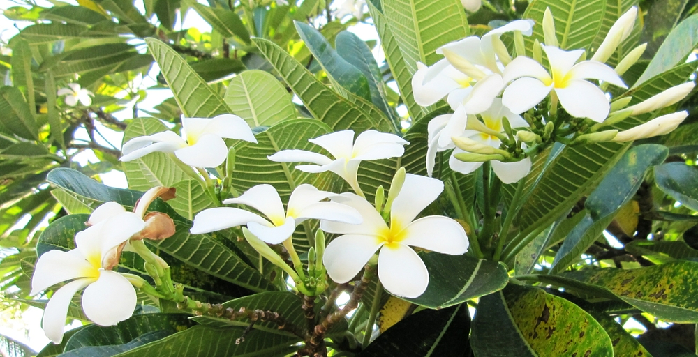 White flowers on a shrub.