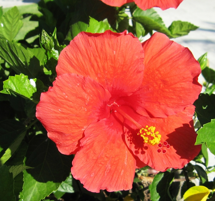 Hibiscus flowers.