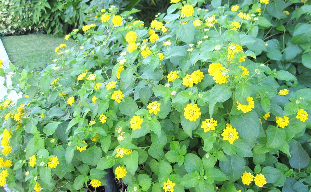 Yellow flowers on a shrub.