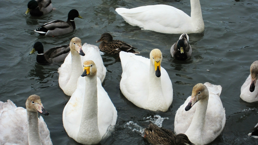 Whooper Swans and Mallard.