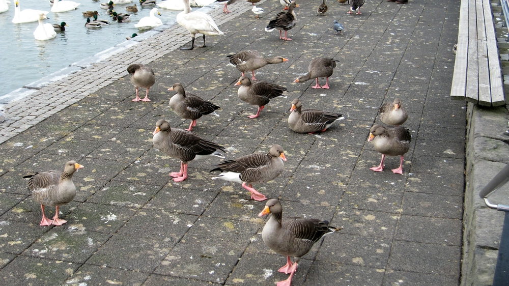 Greylag geese join the Whooper swans.