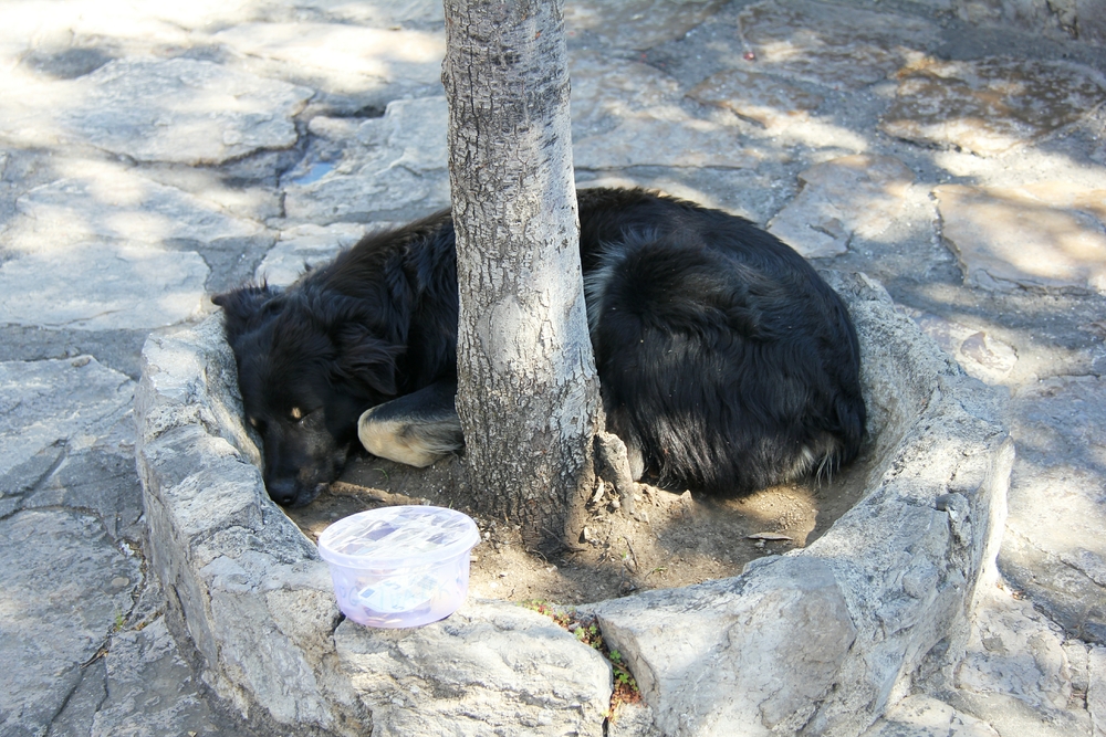 This dog has begging off to a fine art.