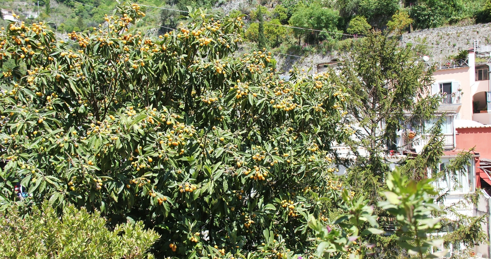 Kumquats growing beside the road in Positano. 