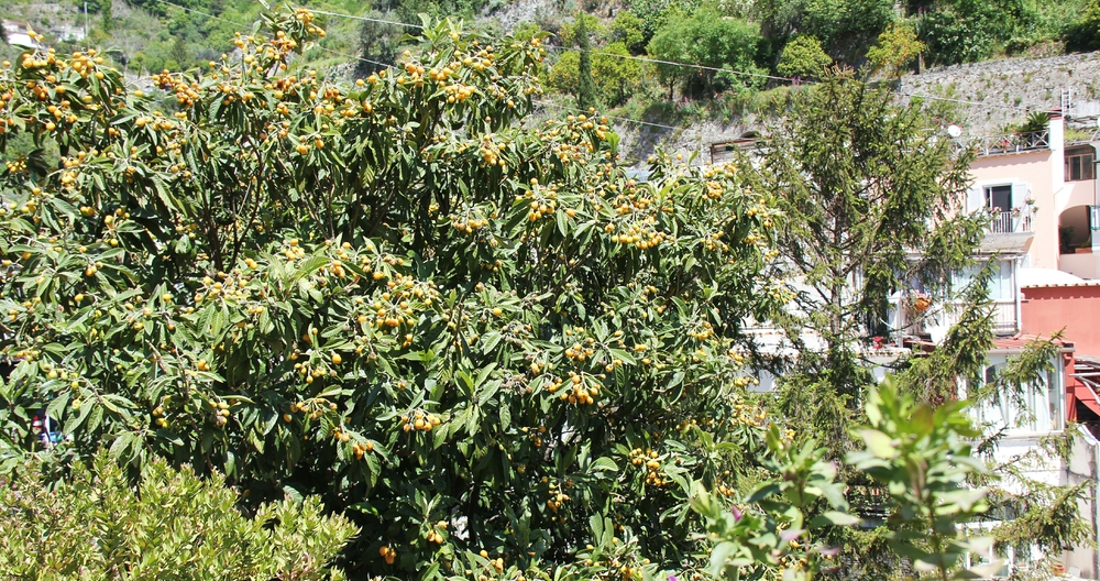 Kumquats growing beside the road in Positano.
