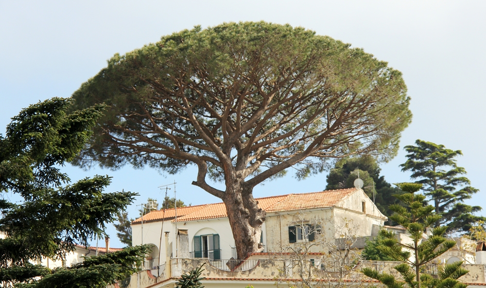 A nice tree in Ravello.