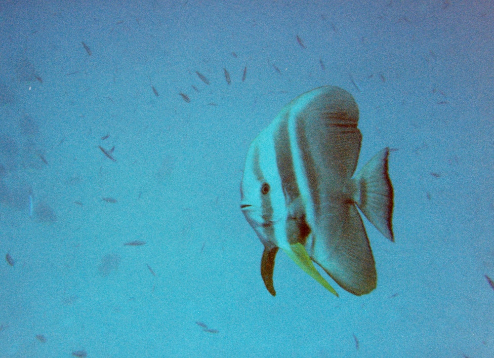 Batfish near Halaveli Wreck.