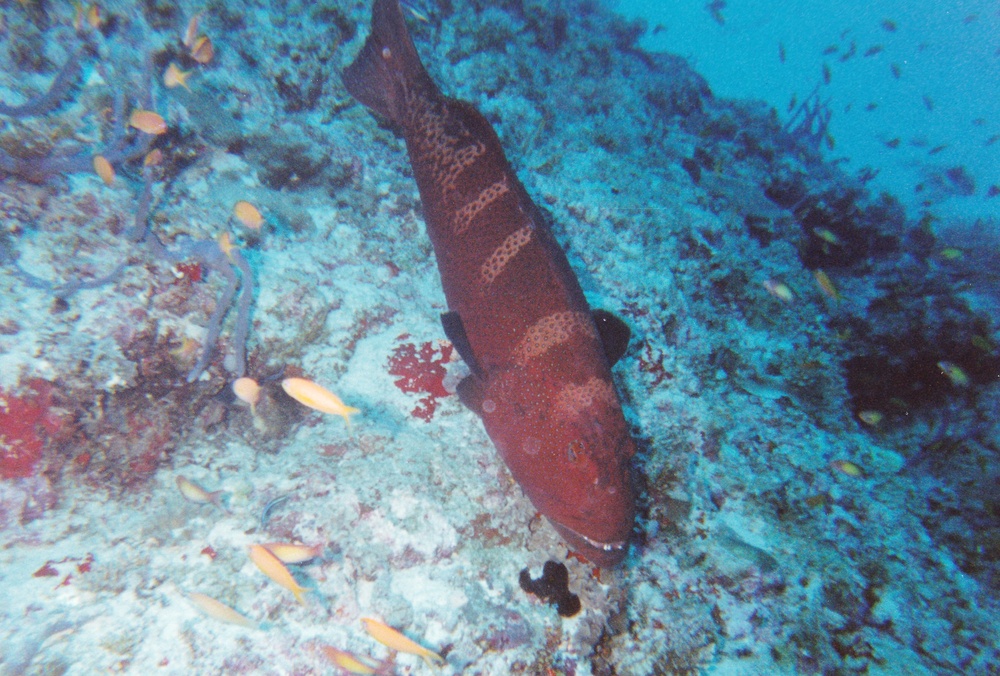 Black-saddled Coral Trout.