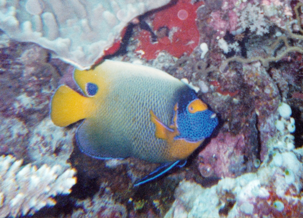 Blue-faced Angelfish.