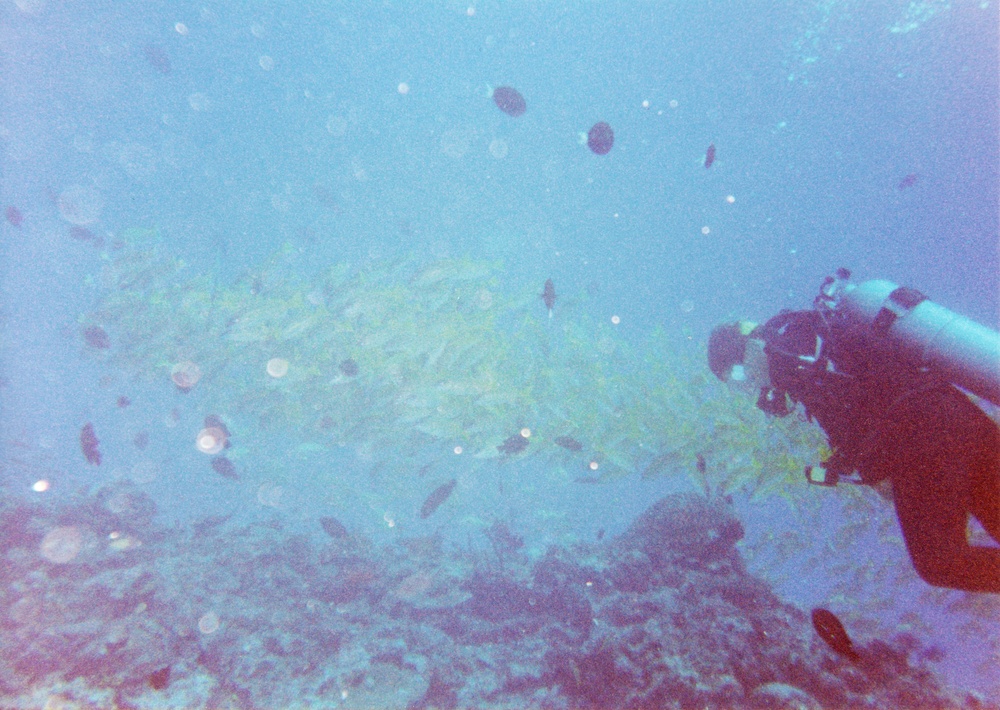 A yellow arch of Blue-striped Snappers.