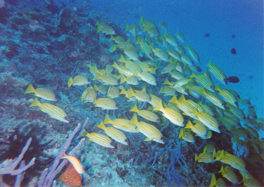 More Blue-striped Snappers.