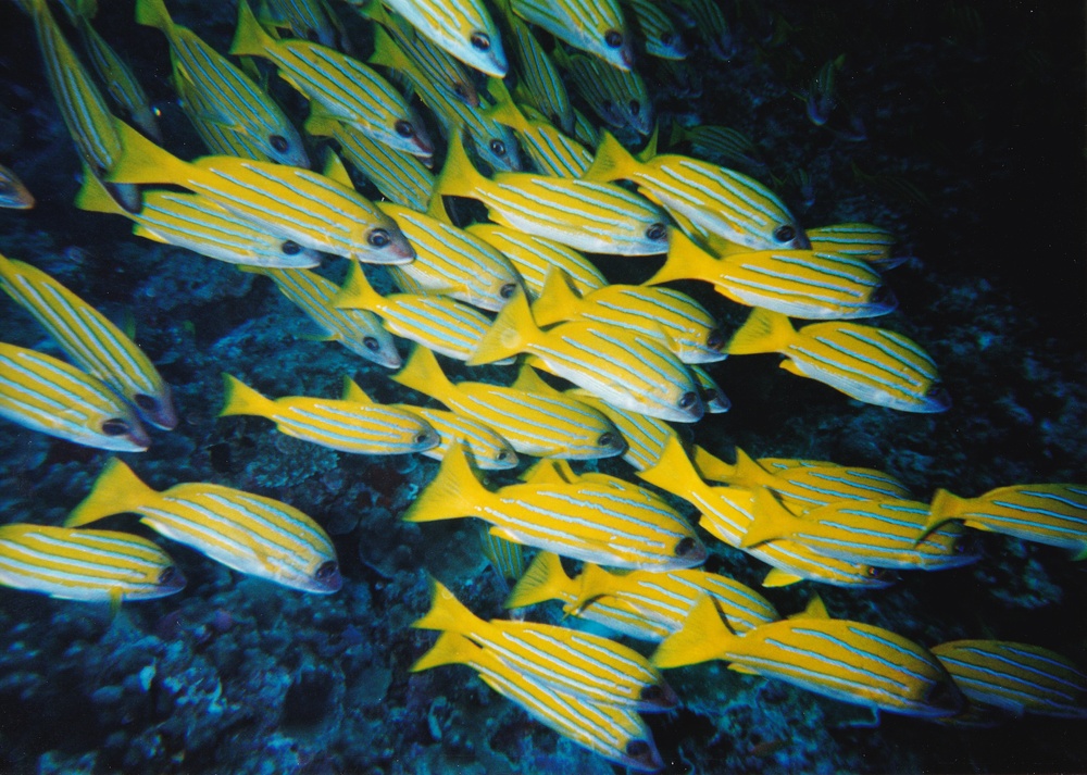 Yet more Blue-striped Snappers.