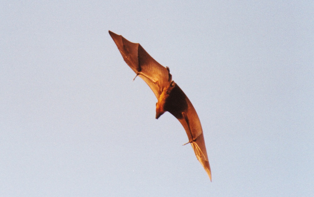 Frederica the fruit bat making her evening flight over Fesdu.
