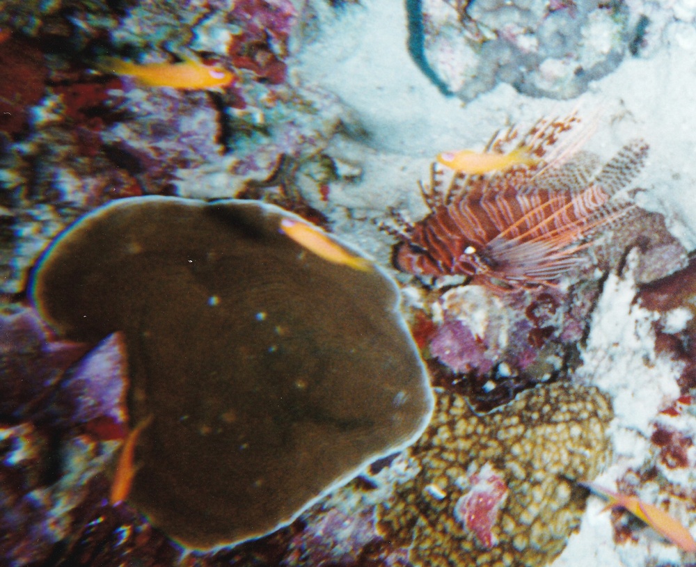 Lionfish, hard and soft coral.