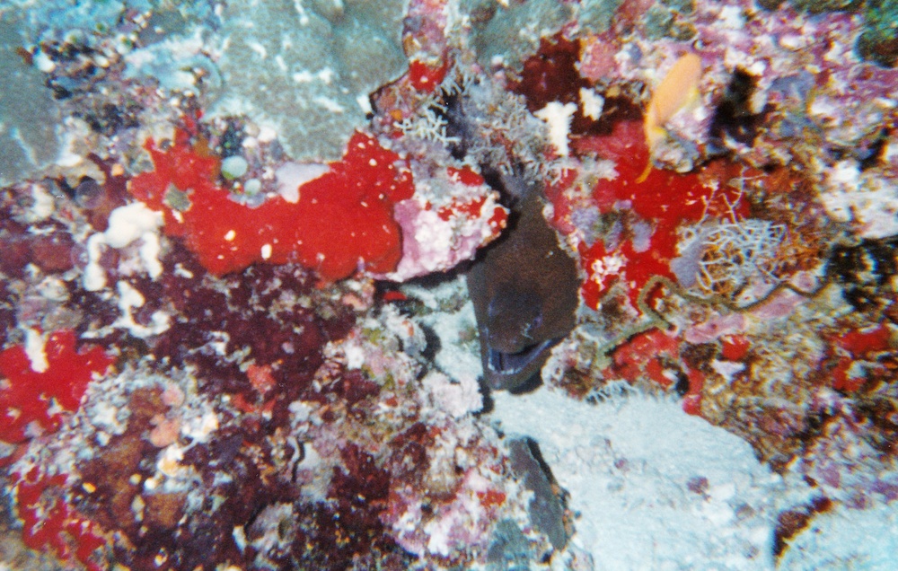 Moray eel peeking out from under beautifully coloured coral.